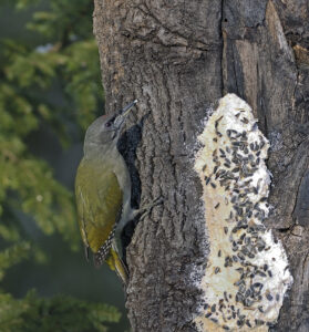 Gråspett-www.osqar.se