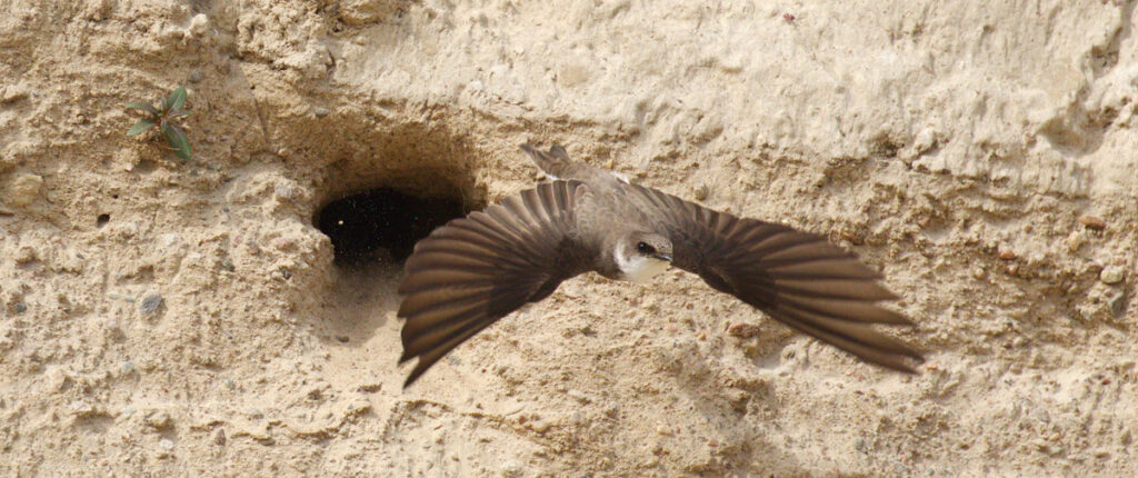 Backsvala. Foto: Bengt Legnell