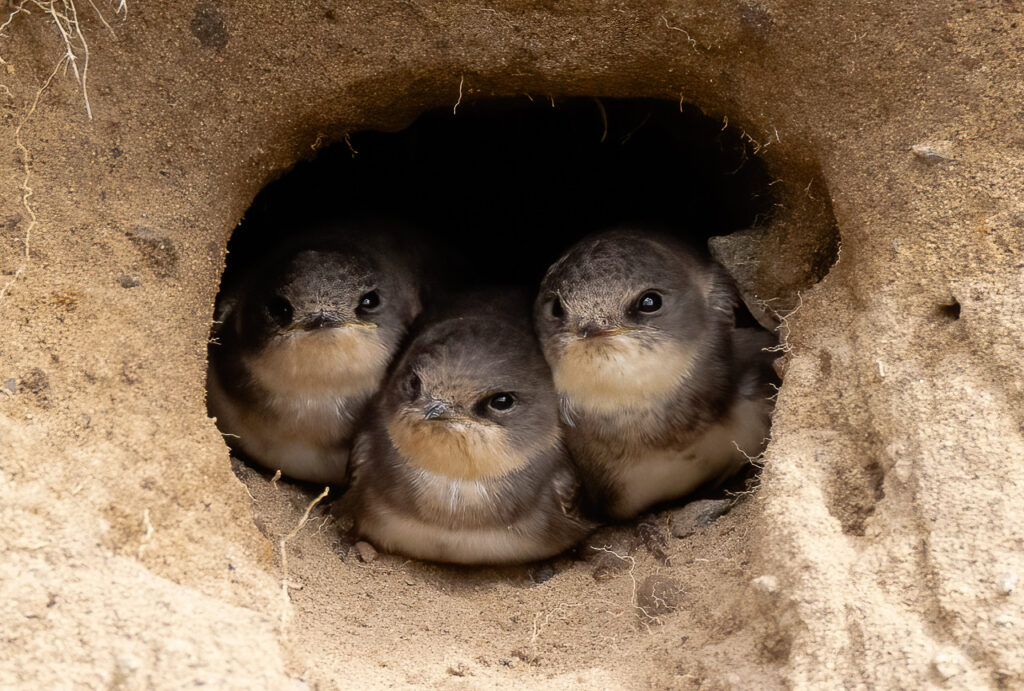 Backsvalor. Foto: Mikael Arinder