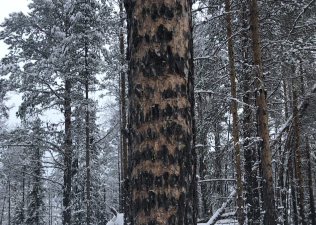 Karaktäristiska ringhack utförda av tretåig hackspett. Foto: Greger Thorsson