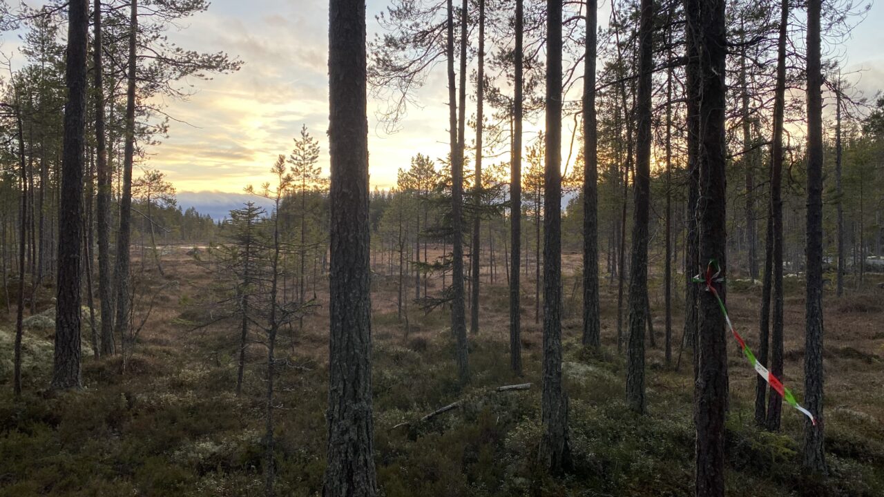 Myrsjömyran