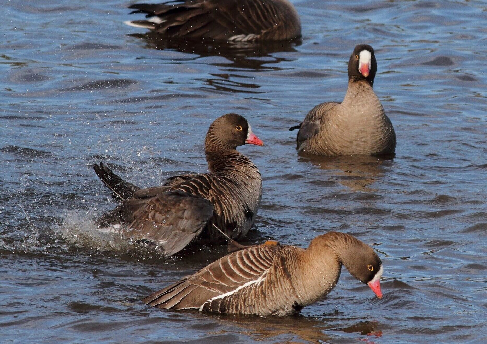 # Norbottens ornitologiska VB - Se VBtext för fotobeskrivning. Foto Projekt Fjällgås