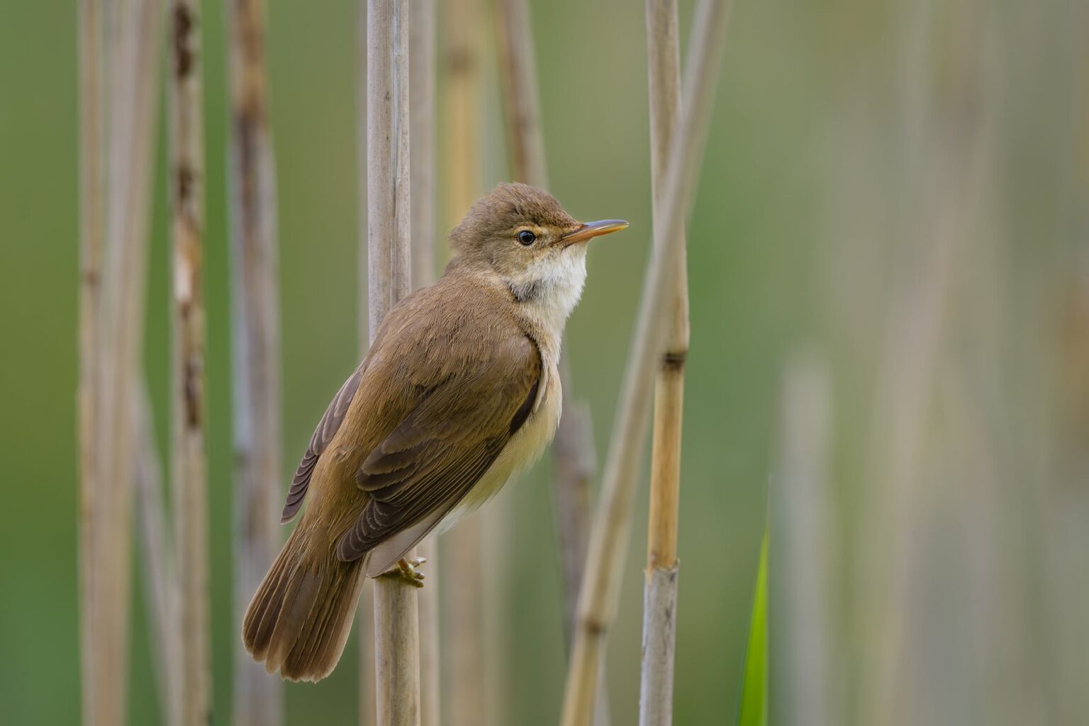 rörsångare_FredrikForsberg
