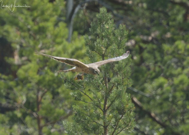 Ängshökshona som flyger
