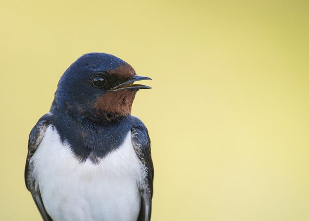 Nyheter Archives - Naturum Ottenby