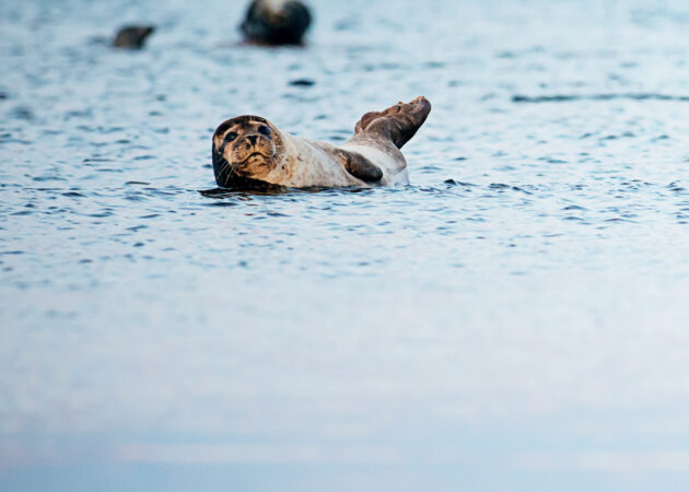 Knubbsäl_7 (2)