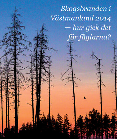 Skogsbranden i Västmanland 2014