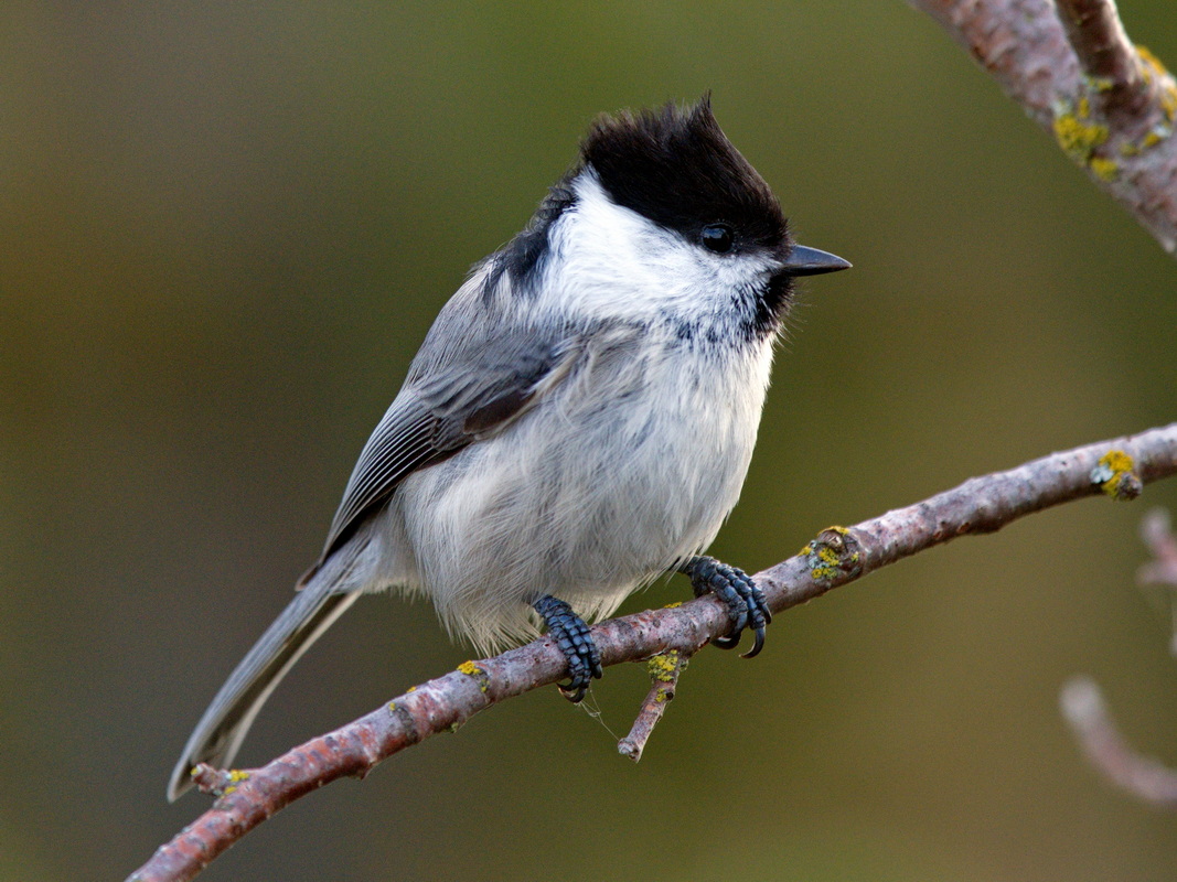 Medlemsm te BirdLife Medelpad Medlemsm te BirdLife Medelpad