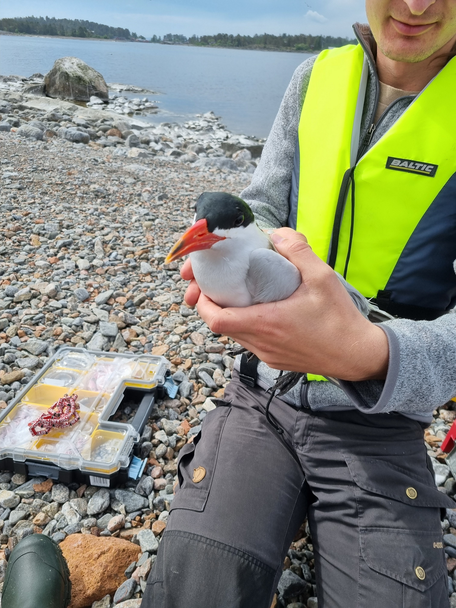 Välkommen till: Fåglarnas flyttning - BirdLife Medelpad