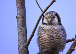 Hökuggla är en av åtta arter som åker in på rödlistan. Sju arter åker ur. Foto: Hasse Molin
