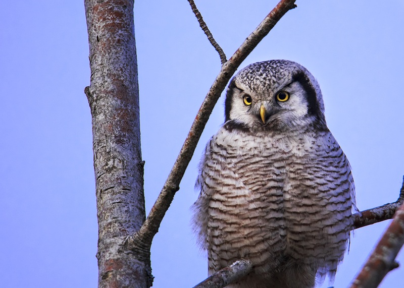 Hökuggla är en av åtta arter som åker in på rödlistan. Sju arter åker ur. Foto: Hasse Molin