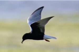 Foto: Torbjörn Arvidsson