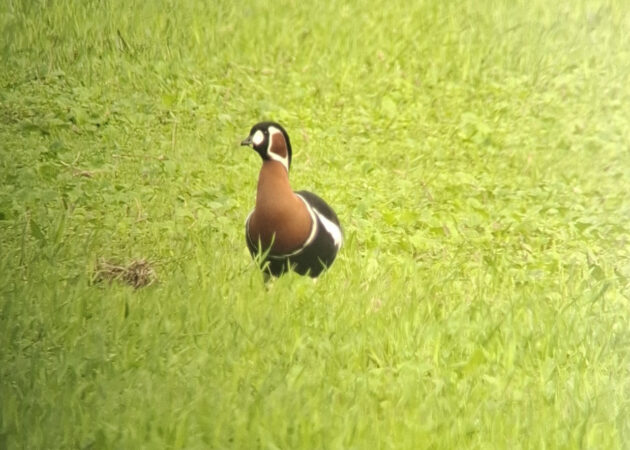Rödhalsad gås