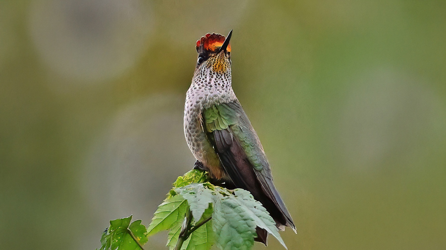 Green-backed Firecrown
