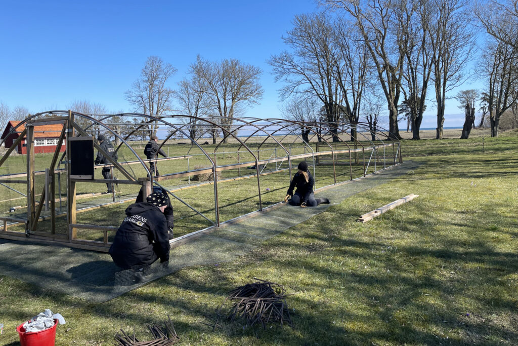 Bygge av voljärer på Öland