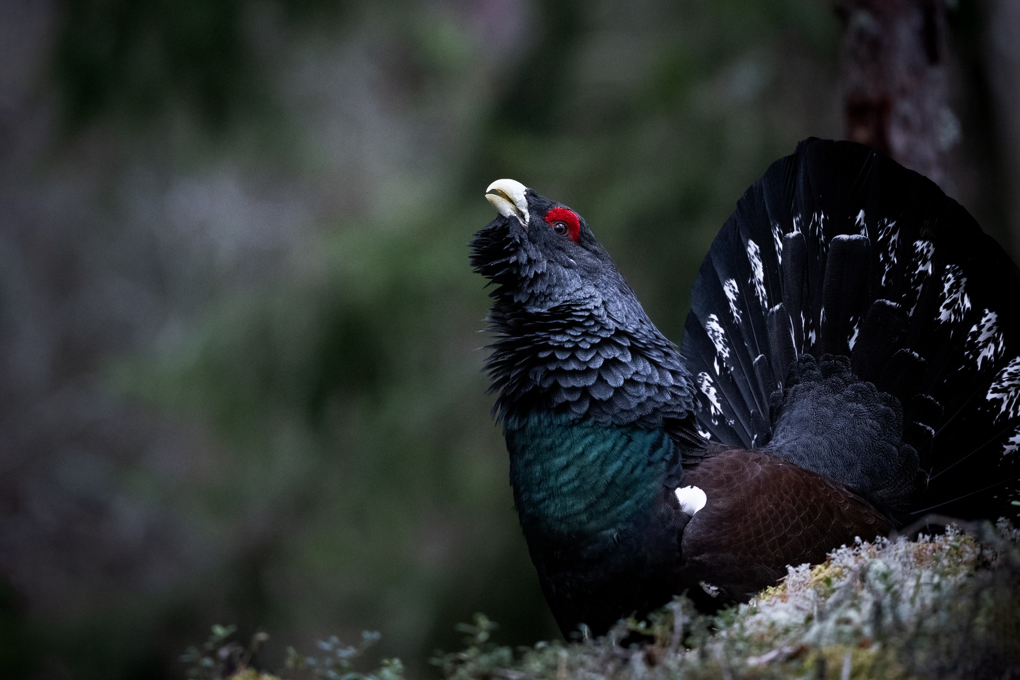 Inneträff: Sture Hogmark och tjäderskogen
